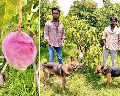 印度農夫聘用3名保安員及9隻狗，24小時守護芒果。網圖