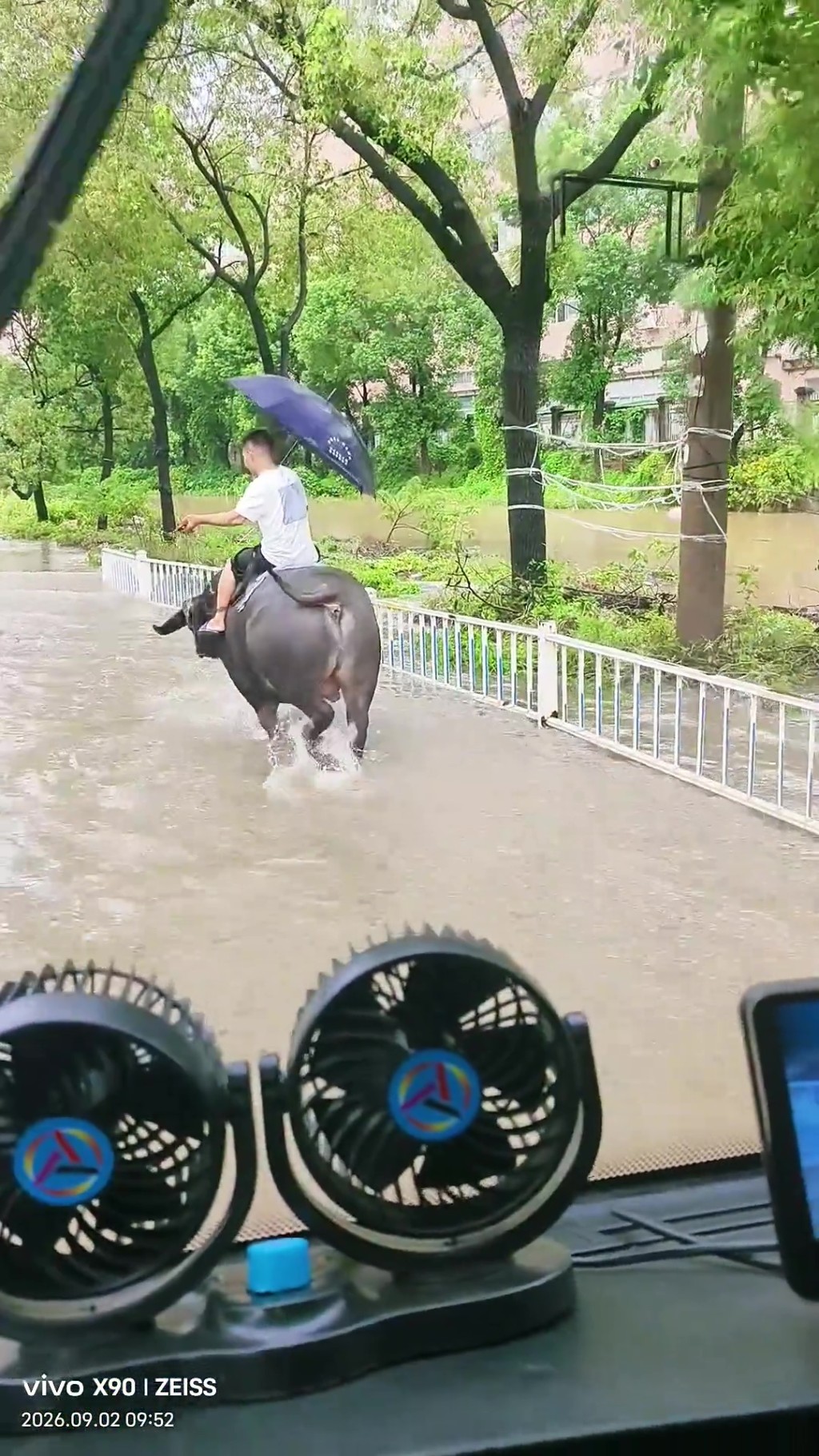 塘下鎮街頭,一名男子騎着一頭水牛在積水中緩慢前行,期間一手撐傘,甚至低頭玩手機。 塘下鎮街頭,一名男子騎着一頭水牛在積水中緩慢前行,期間一手撐傘,甚至低頭玩手機。