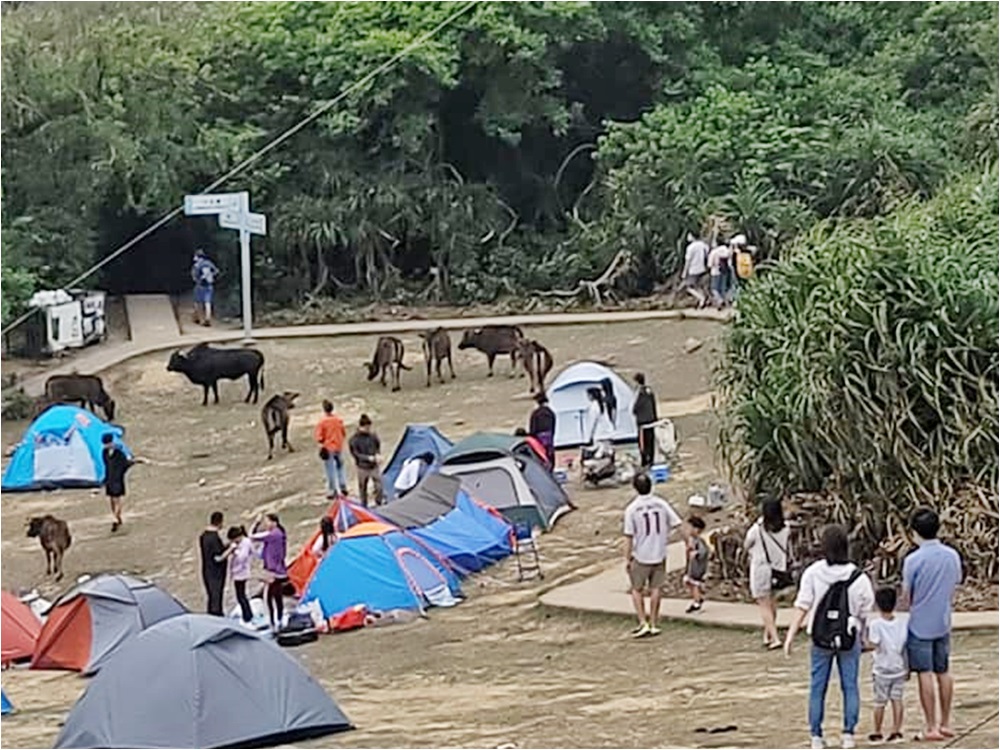 不少市民湧到塔門紥營。FB專頁「西貢牛」圖片