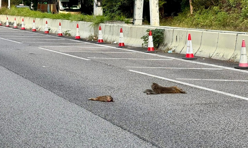 兩隻猴子疑遭汽車撞傷。fb： 車cam L（香港群組）