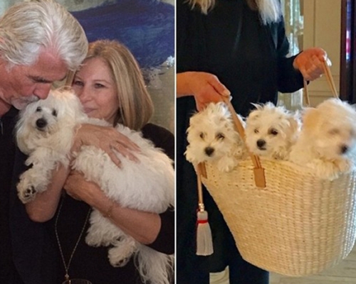 芭芭拉史翠珊在Instagram上載其狗狗照片。她飼養的三隻狗(右)中有兩隻是複製狗。 網圖