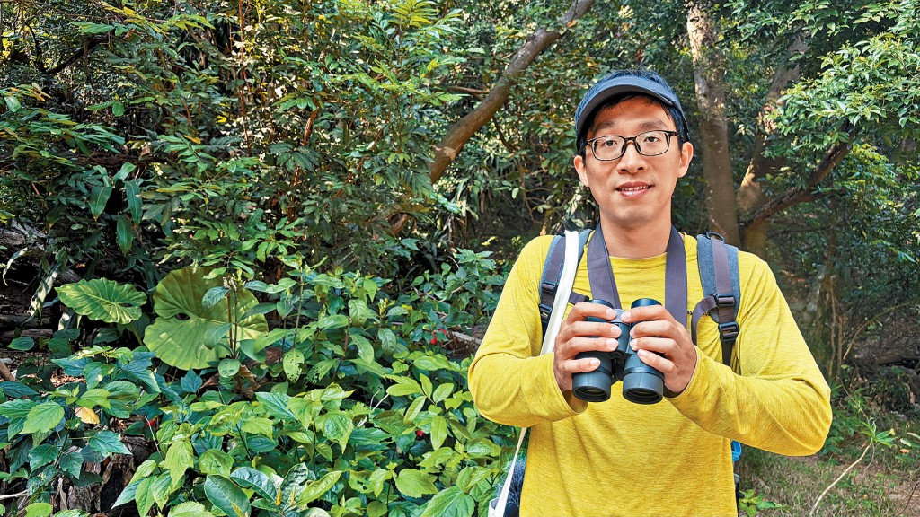 香港觀鳥會研究主任江珀墉指，不少雀鳥漸漸適應在城市生活。