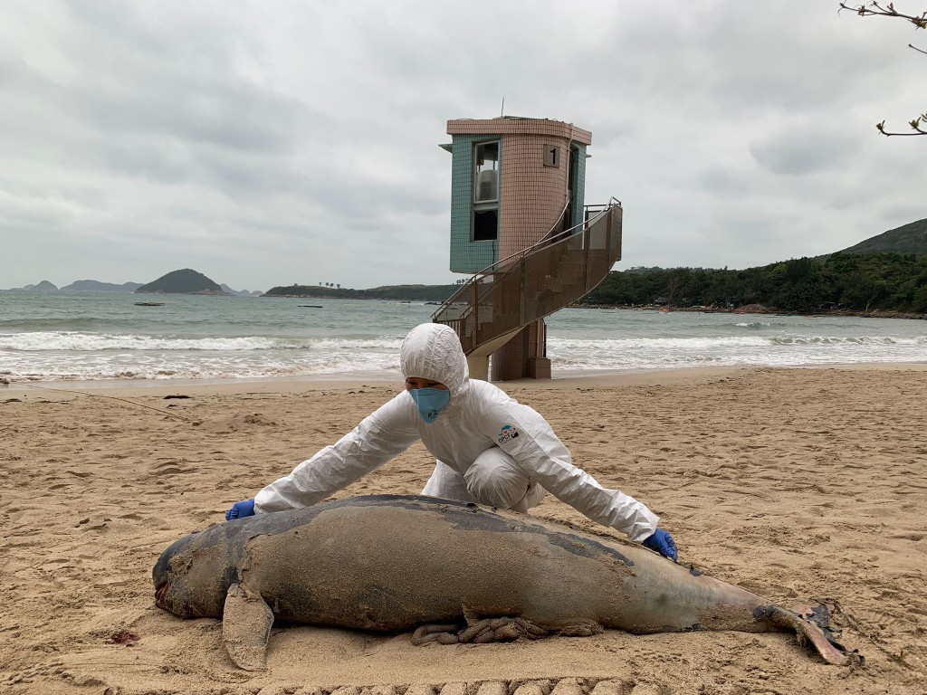 一條身長約140厘米的成年江豚被發現於西貢清水灣第二灘泳灘擱淺。相片由香港海洋公園保育基金提供