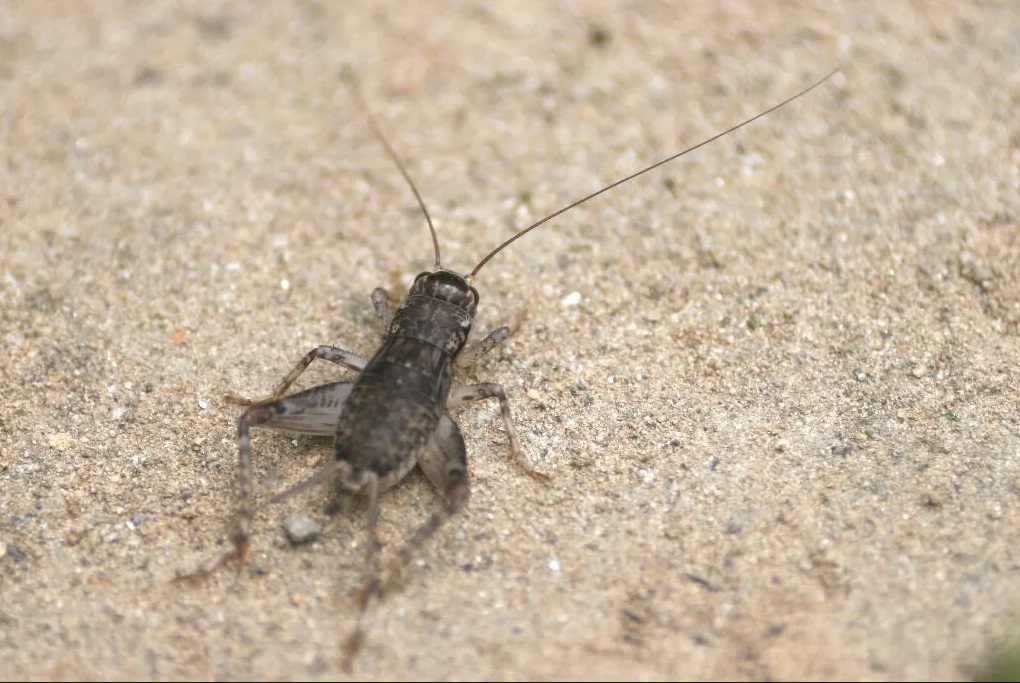 蟋蟀。網上圖片