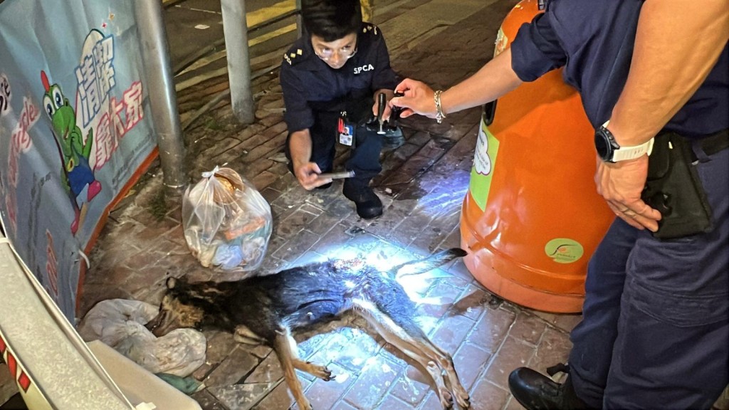 深水埗唐狗倒斃在垃圾筒旁。