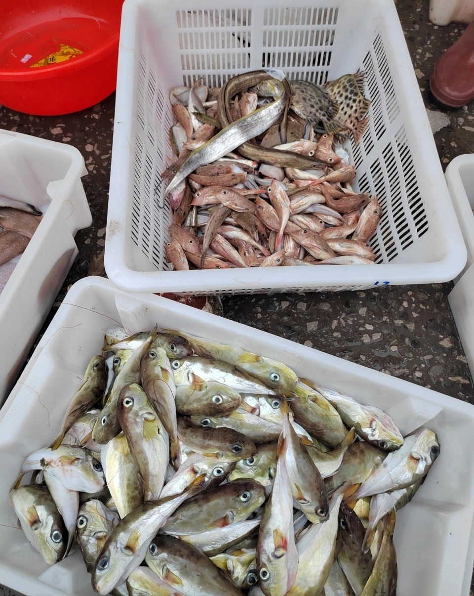 海鮮攤裡售賣的野生河豚（魨）。 南國早報