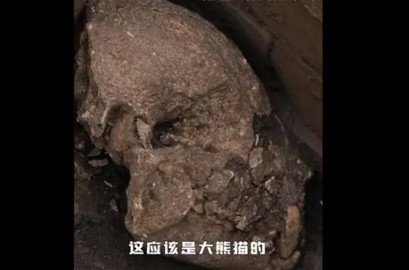 汉文帝古墓中发现的熊猫骨骸。