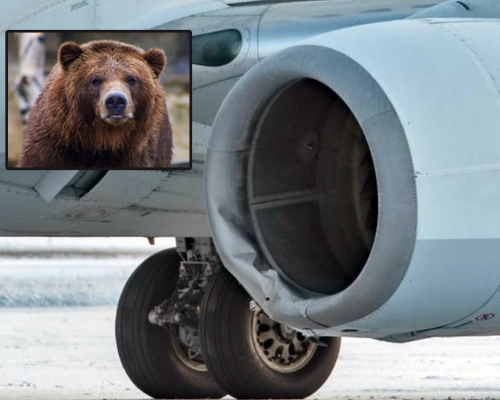 美國客機降落時撞到棕熊母子，母熊當場慘死小熊幸存。ap / unsplash圖