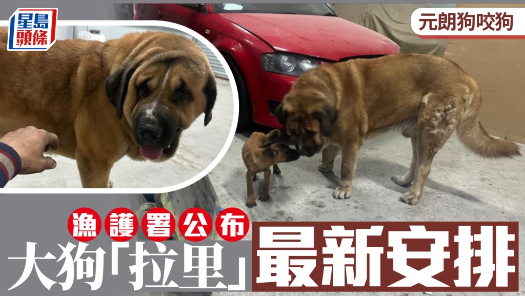 元朗狗咬狗｜漁護署指大狗「拉里」目前不會被人道處理