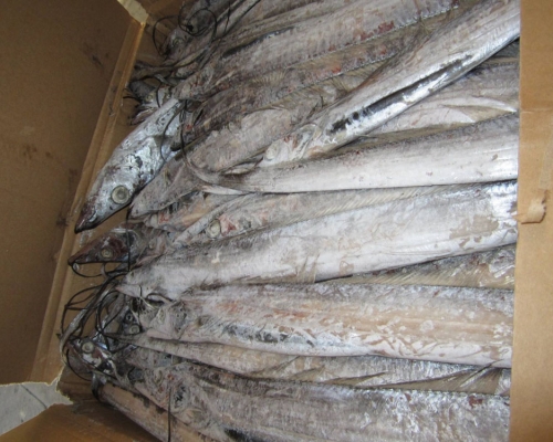 印尼進口急凍帶魚外包裝檢出新冠病毒。(示意圖)