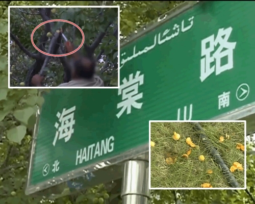 有人粗暴地用刀割树枝。网图