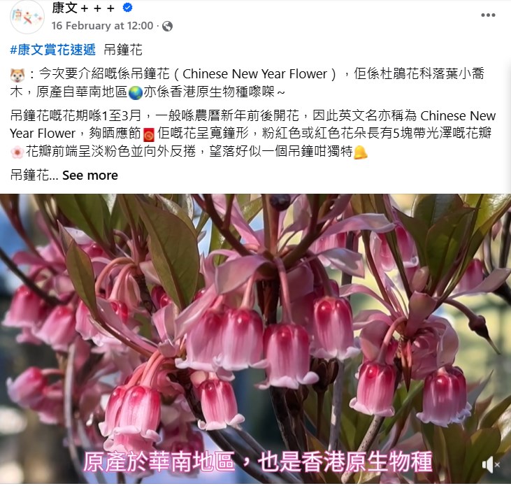 康文署介紹吊鐘花。fb「康文＋＋＋」截圖