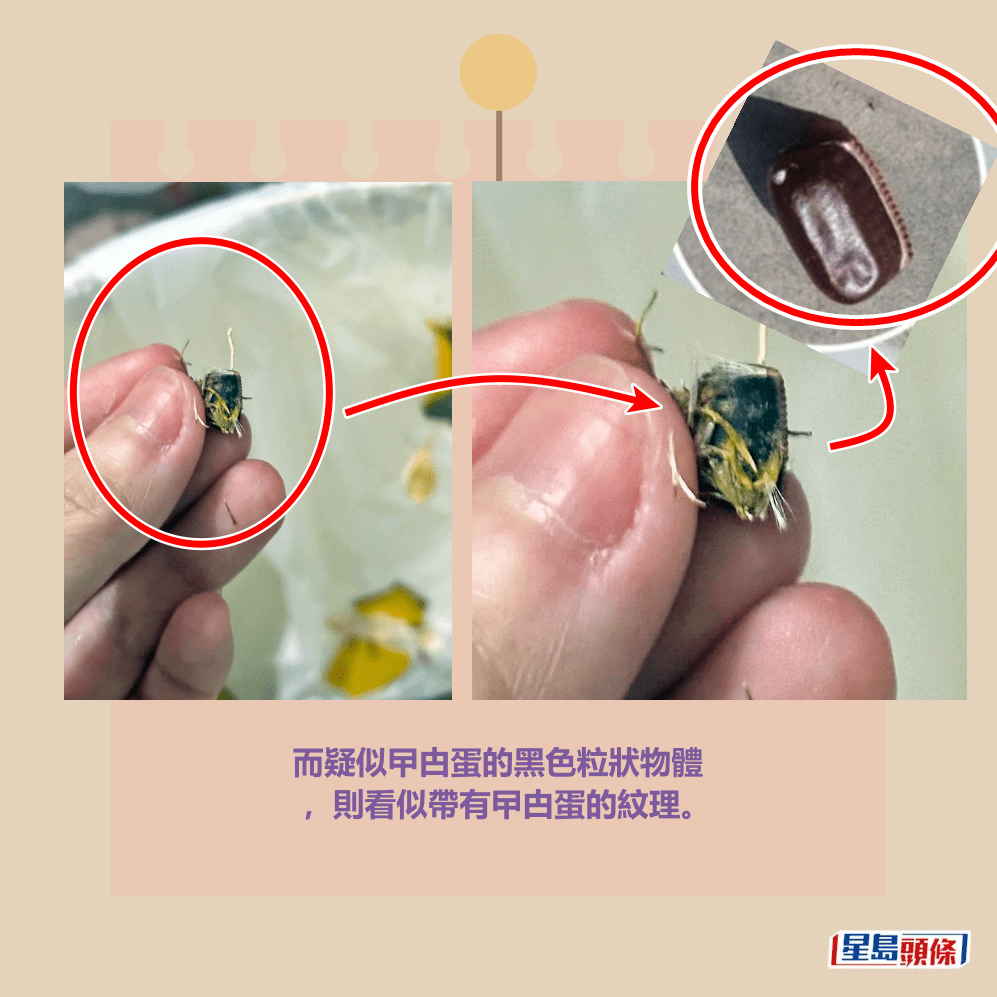 而疑似曱甴蛋的黑色粒狀物體 ,則看似帶有曱甴蛋的紋理。Threads截圖及網圖 而疑似曱甴蛋的黑色粒狀物體 ,則看似帶有曱甴蛋的紋理。Threads截圖及網圖