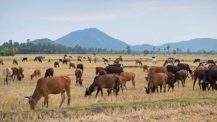 纽西兰政府建议对牛羊打嗝及尿液徵税。iStock示意图