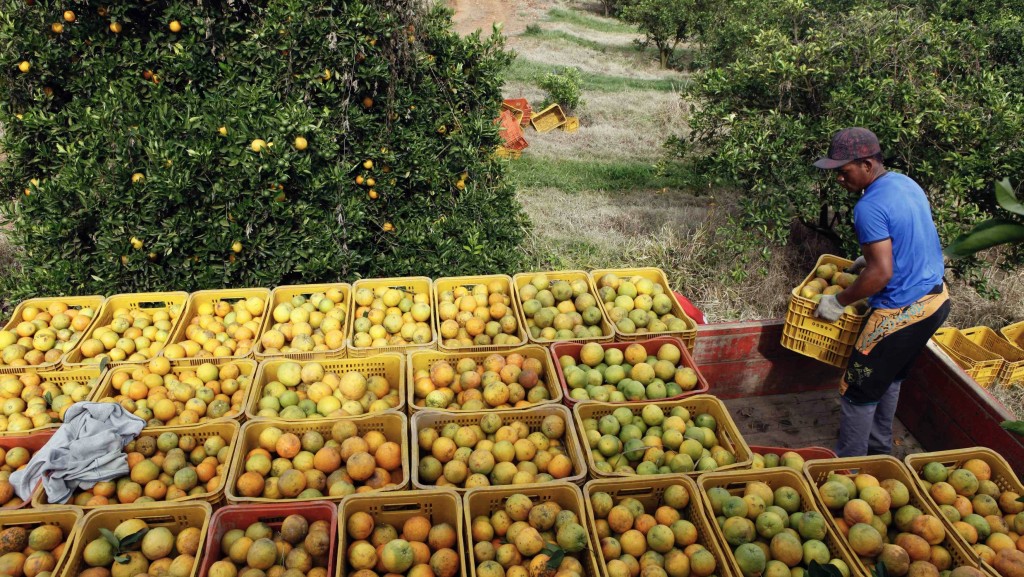 巴西農場工人將一筐筐的橙搬上貨車。 路透社資料圖