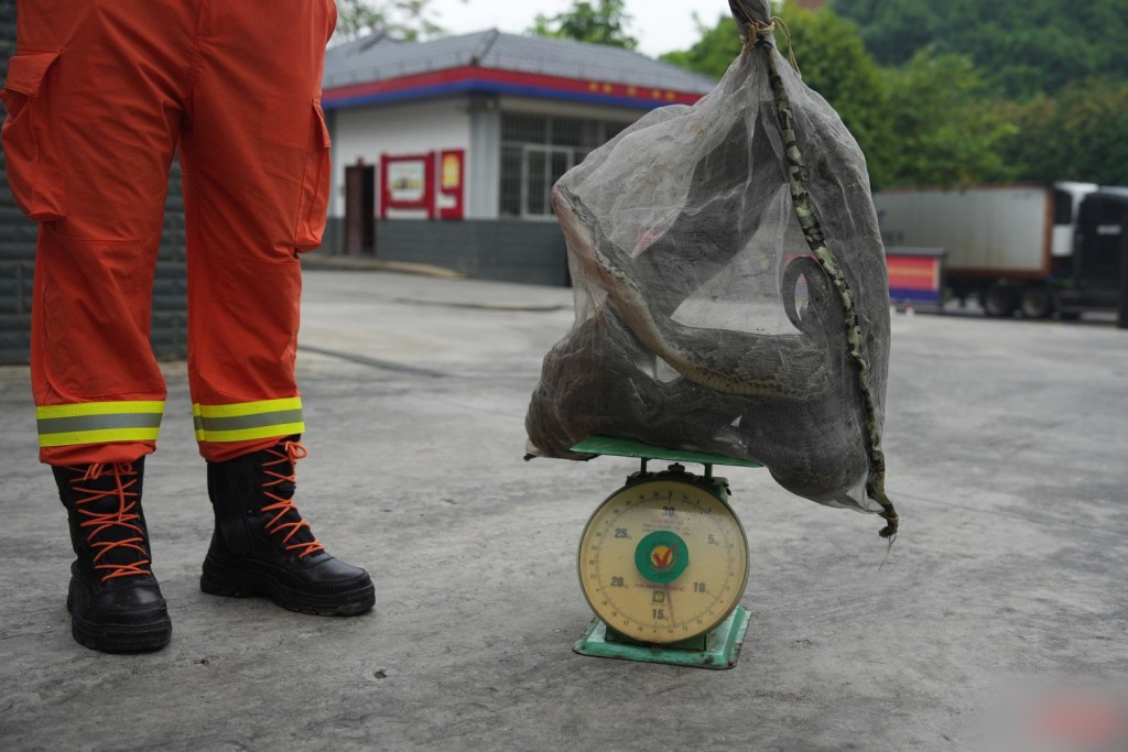 消防人員用網袋困住蟒蛇，吐出雞後淨重超過13.5公斤。