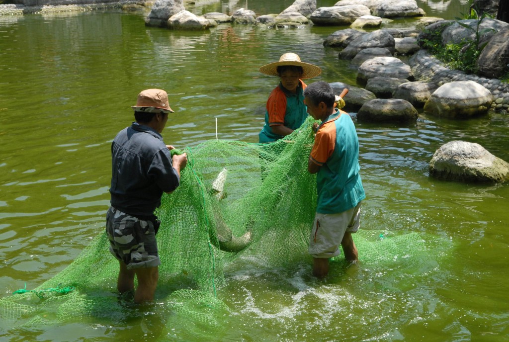 2009年9月，当局人员在柴湾公园围捕福鳄。资料图片