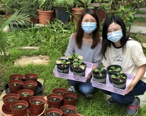 港燈員工種植復育版「鶴藪白」。