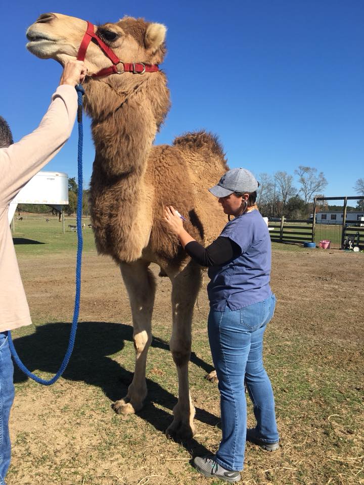 涉事農莊飼養不同動物供遊人互動。FB@Star Farm 涉事農莊飼養不同動物供遊人互動。FB@Star Farm