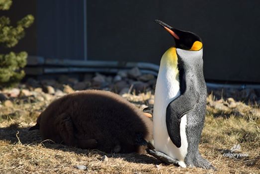 The Calgary Zoo fb 圖片