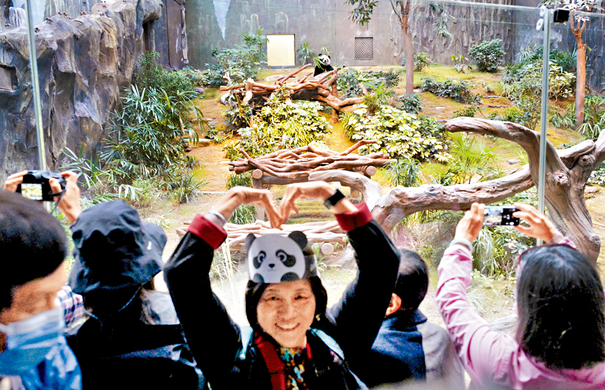 大熊猫「安安」、「可可」正式见客，旅客慕名而来。