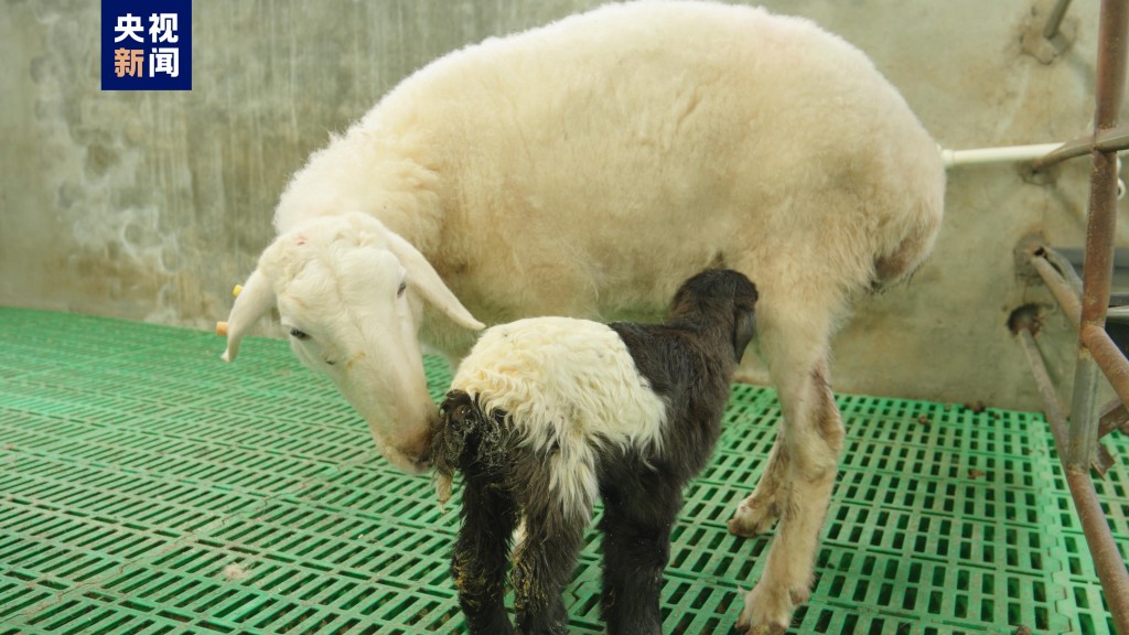 世界首例複製藏羊在青海誕生。 央視