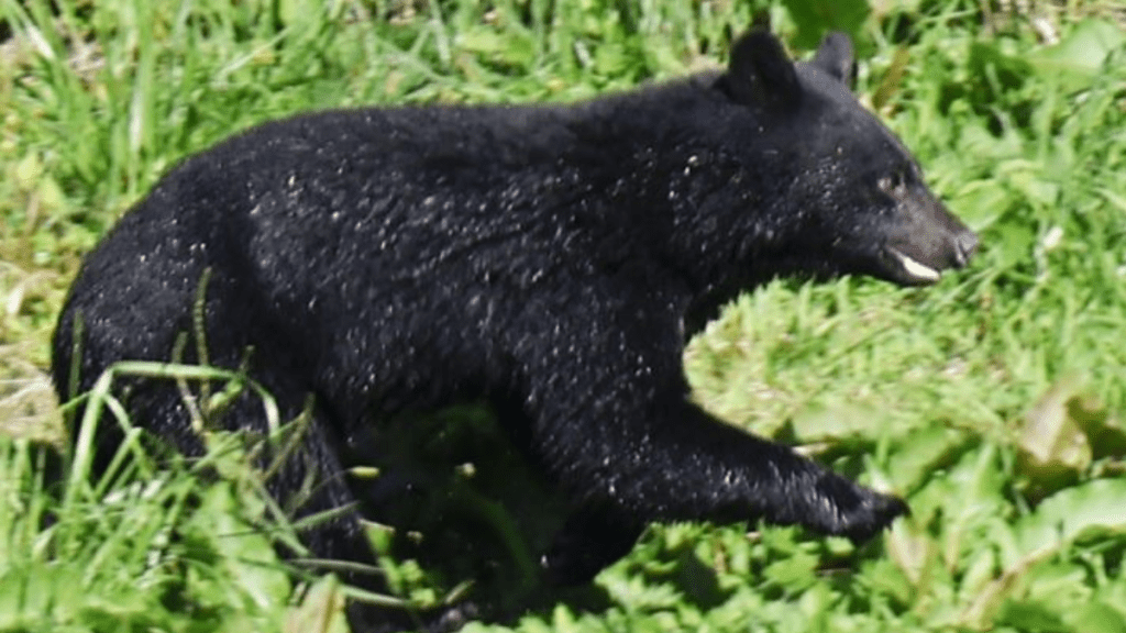 熊是一種兇猛動物。路透社