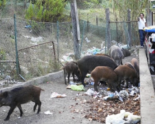 在意大利羅馬街頭經常有野豬聯群結隊覓食。 （美聯社）