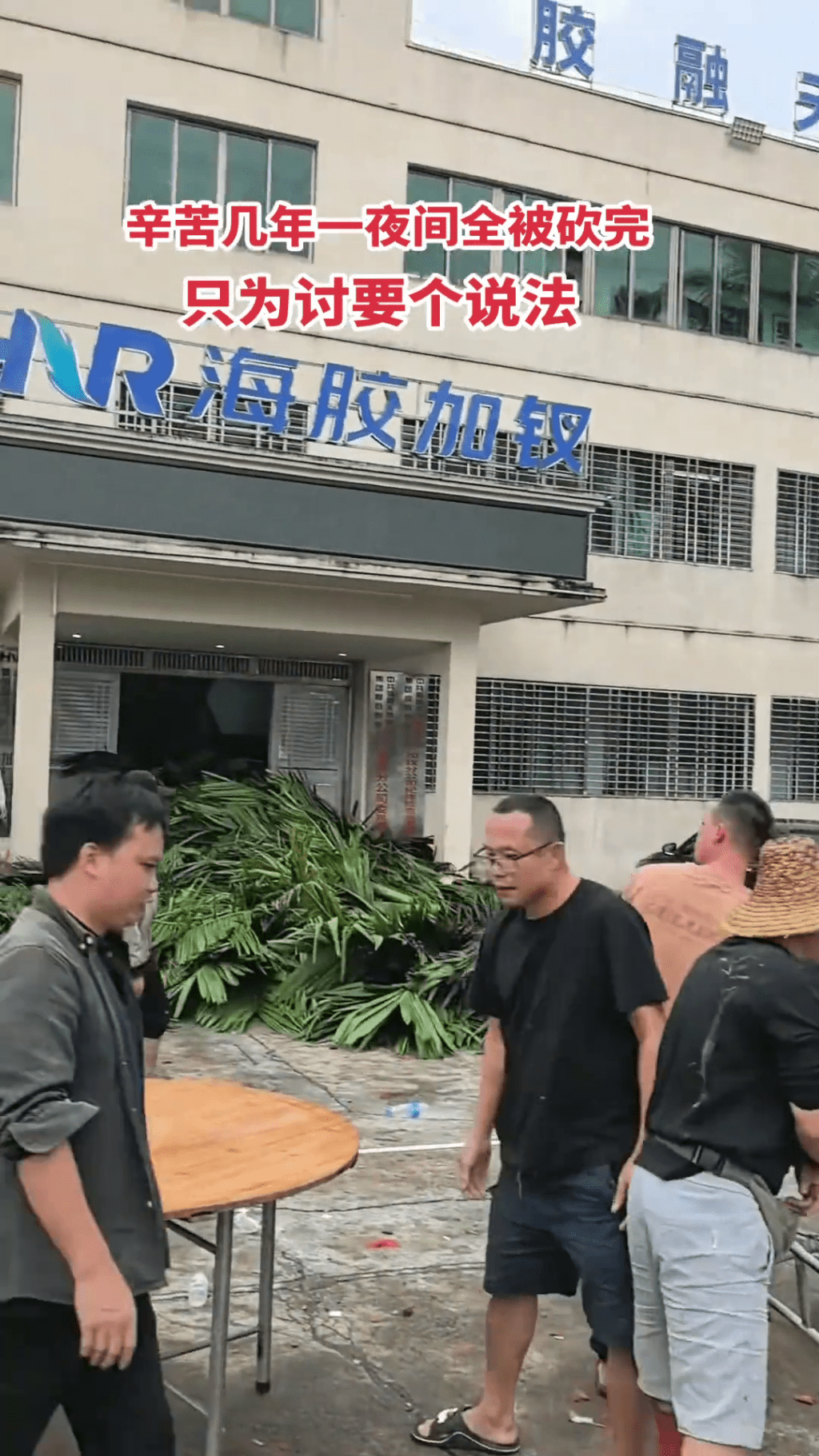 農民把被砍伐的檳榔樹堆到海膠集團公司大樓門口抗議。 農民把被砍伐的檳榔樹堆到海膠集團公司大樓門口抗議。