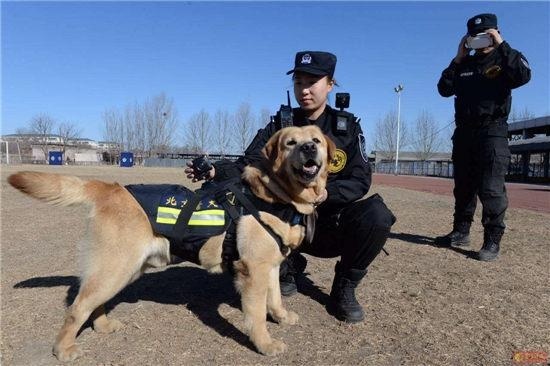 北京警犬佩戴警用全景VR执法。