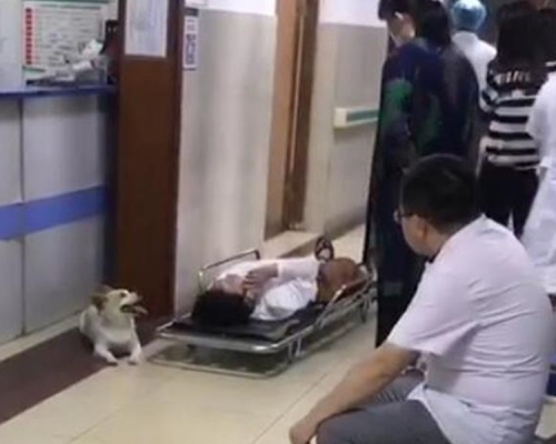 江蘇一名婦人被車撞傷送院，小狗一直留在身邊寸步不離。網圖