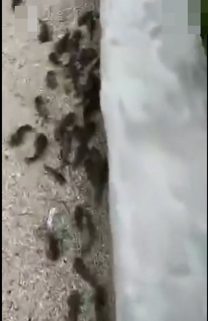 影片截圖