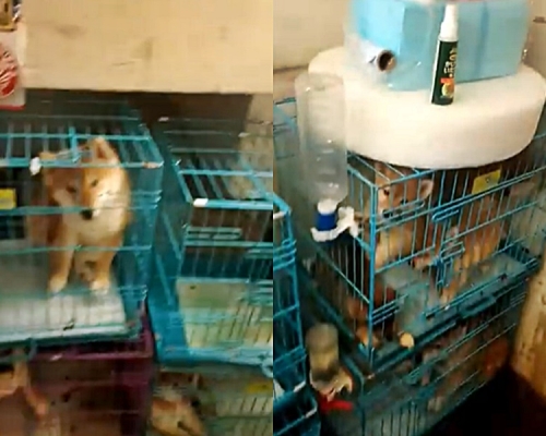 影片截圖,3柴犬逼一籠内。香港動物報FB