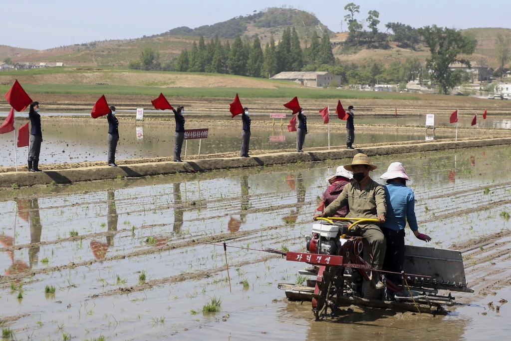 北韓農民在南浦江西區青山合作農場的稻田用插秧機插秧。 資料圖片