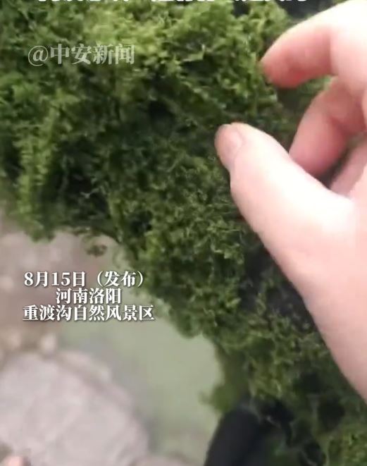 洛陽重渡溝自然風景區被指植被造假。中安新聞
