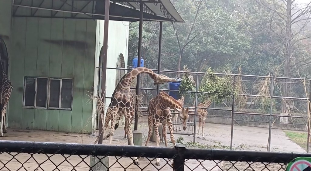 南京動物園長頸鹿打架上演「自由脖擊」。抖音@想吃栗子嘛*