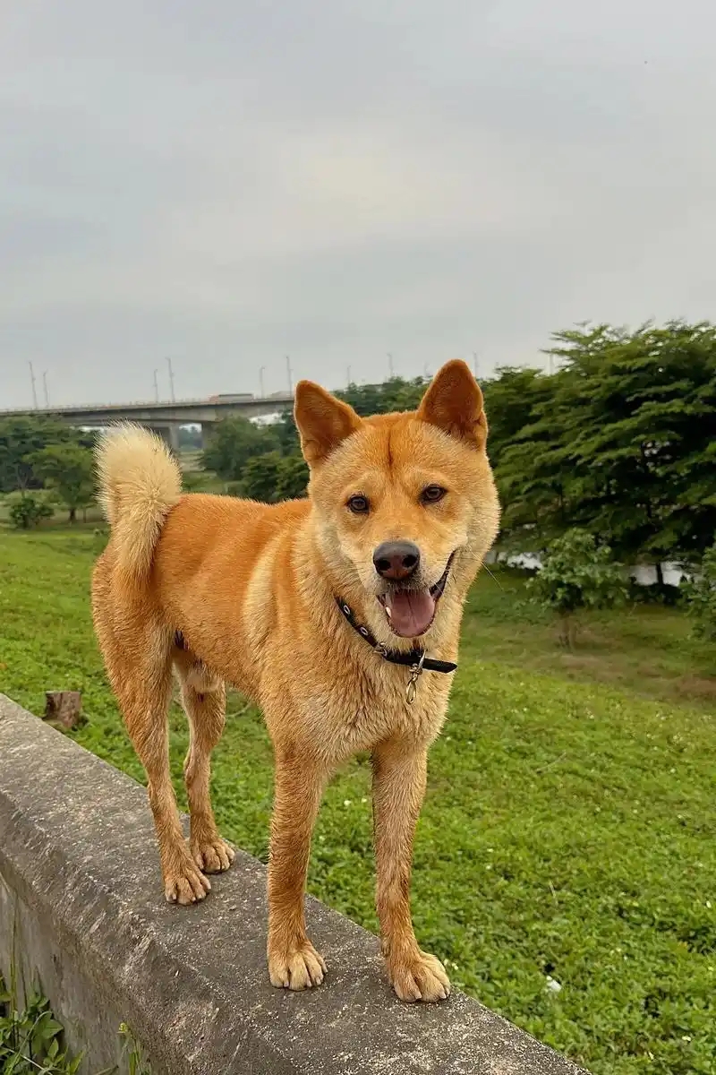 是否禁養中華田園犬(土狗)是一個經久不衰的話題。 是否禁養中華田園犬(土狗)是一個經久不衰的話題。