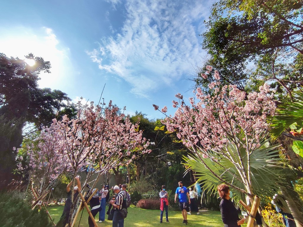 城门谷公园的樱花盛开，吸引多人到场打卡。FB @ Pak Hau Chan图片
