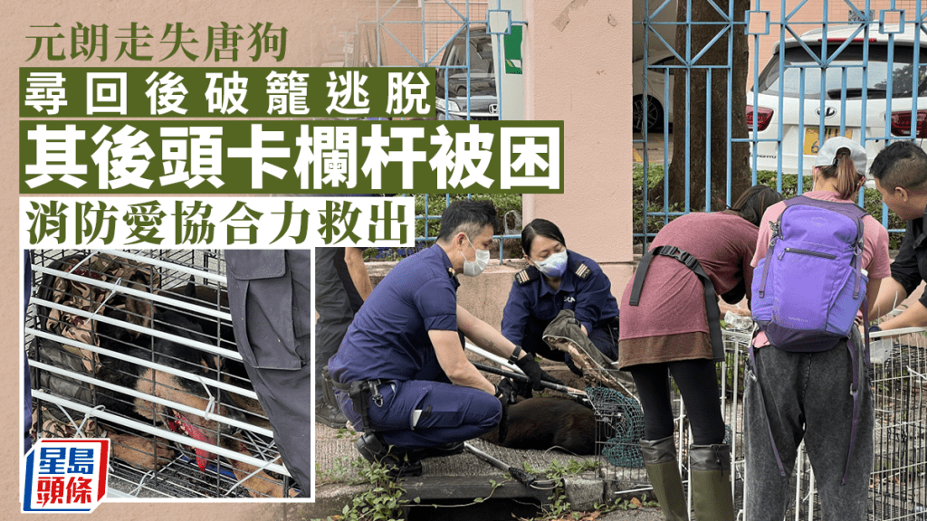 唐狗被夾受傷,嘴及腳流血,消防及愛協人員合力救出。