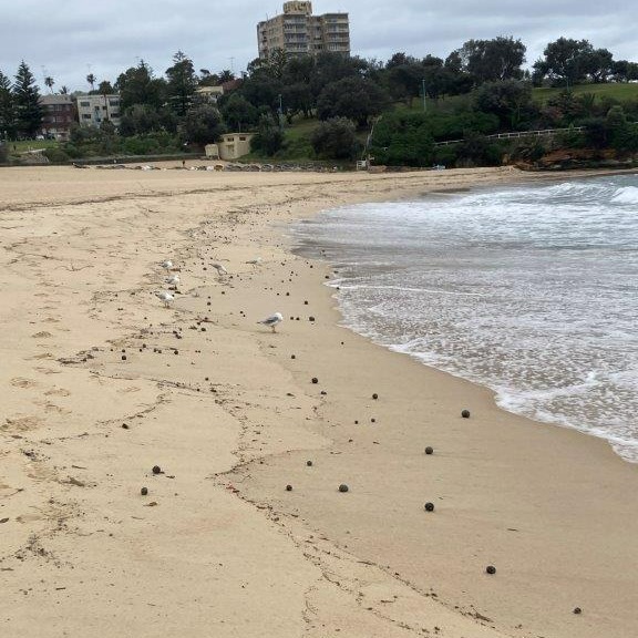 最新化驗證實是下水道油脂硬塊（fatberg）。 Randwick City Council