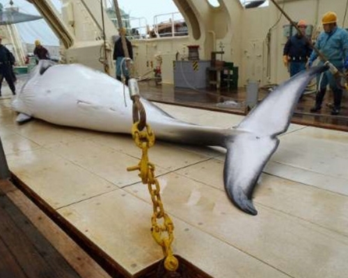 船队不理国际反对捕杀了333条小须鲸，被环保人士炮轰。网图
