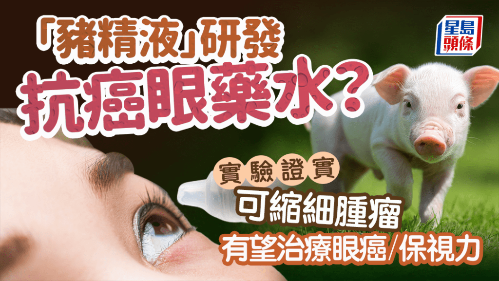 科學家用「豬精液」研發抗癌眼藥水 實驗證實可縮細腫瘤 有望治療兒童眼癌保視力