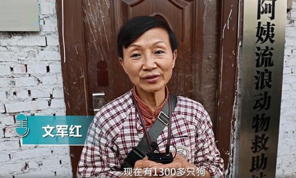 重慶68歲老人救助上千隻流浪動物。網上圖片