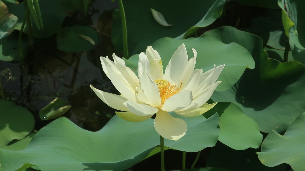 粉嶺康樂公園荷花。「康文賞花情報」截圖 粉嶺康樂公園荷花。「康文賞花情報」截圖