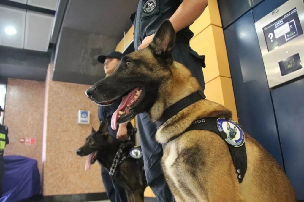 執行任務的軍犬、警犬和導盲犬是可以進站的。