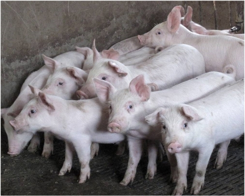 醫生將來可把豬的完整器官移植給病人，毋須擔心病人會感染豬隻身上的病毒。網圖