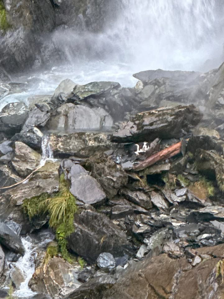 救援人員在莫莉（Molly）與主人最後待過的地方找到牠。 Precision Helicopters