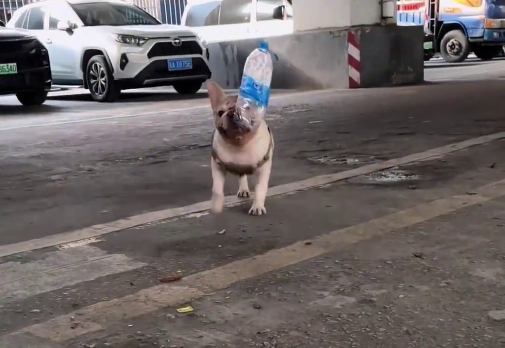 廣州寵物犬每日穿梭各處,熟練地收集空膠樽。 廣州寵物犬每日穿梭各處,熟練地收集空膠樽。