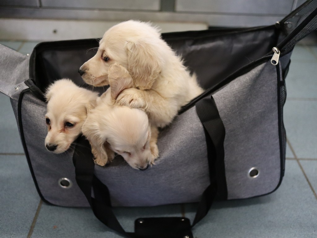 海关去年揭发有人将走私幼犬放置宠物袋内偷运入境。（资料图片）