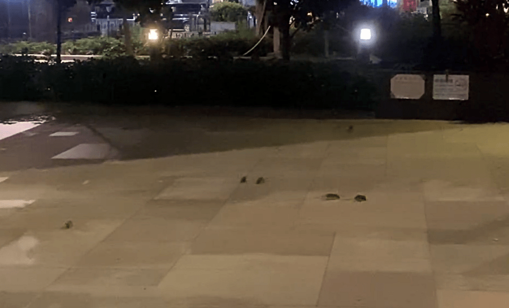 大角咀櫻桃街群鼠覓食，狀甚恐怖。網圖